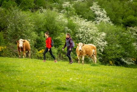 Zwei Frauen in Wanderkleidung spazieren auf einer Kuhwiese an Kühen vorbei.