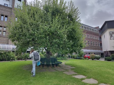 Klostergarten mit einem Apfelbaum in der Mitte, an dem eine Person entlang spaziert.