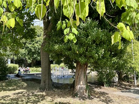 Kurpark mit zwei großen grünen Bäumen.